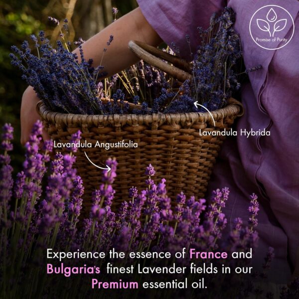 Majestic Pure Lavender Essential Oil 4oz - Therapeutic Grade for Relaxation